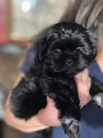 Hermosa, a female Shih Tzu for sale in Winston-Salem, NC – 6 of 6