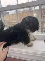 Oreo, a male Shih Tzu for sale in Winston-Salem, NC – Photo 3 of 5