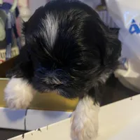 Oreo, a male Shih Tzu for sale in Winston-Salem, NC – Photo 4 of 5