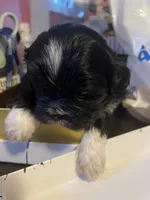 Oreo, a male Shih Tzu for sale in Winston-Salem, NC – Photo 3 of 3