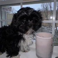 Oreo, a male Shih Tzu for sale in Winston-Salem, NC – Photo 1 of 5