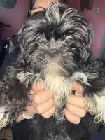 Oreo, a male Shih Tzu for sale in Winston-Salem, NC – Photo 5 of 5