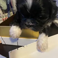 Oreo, a male Shih Tzu for sale in Winston-Salem, NC – Photo 2 of 5