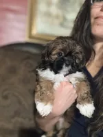 Merengue, a male Shih Tzu for sale in Winston-Salem, NC – 2 of 7