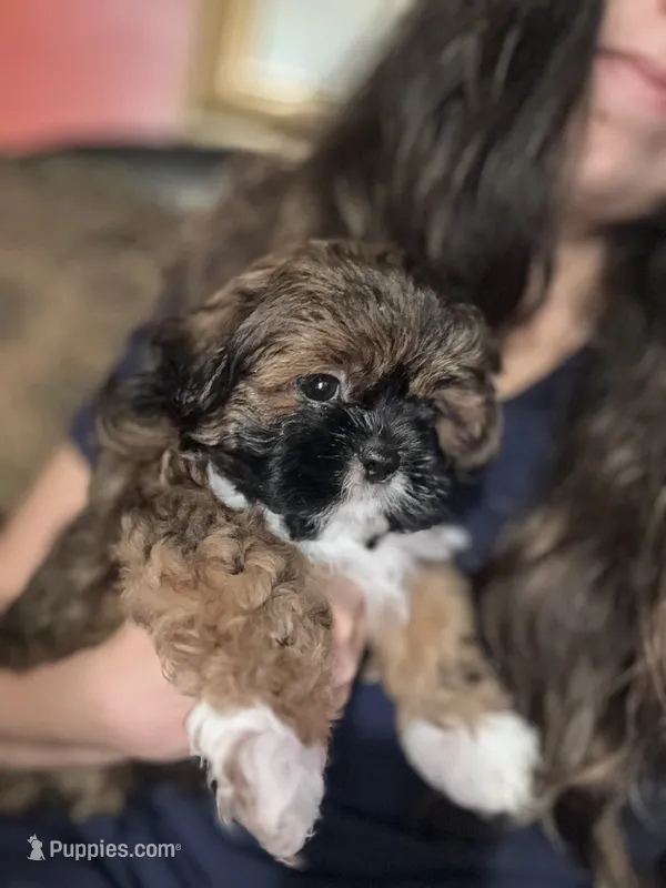 Merengue – Shih Tzu puppy for sale in Winston-Salem, NC