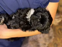Sugar, a male Shih Tzu for sale in Winston-Salem, NC – 5 of 6