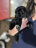 Hermosa, a female Shih Tzu for sale in Winston-Salem, NC – 2 of 6
