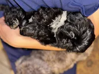 Sugar, a male Shih Tzu for sale in Winston-Salem, NC – 4 of 6
