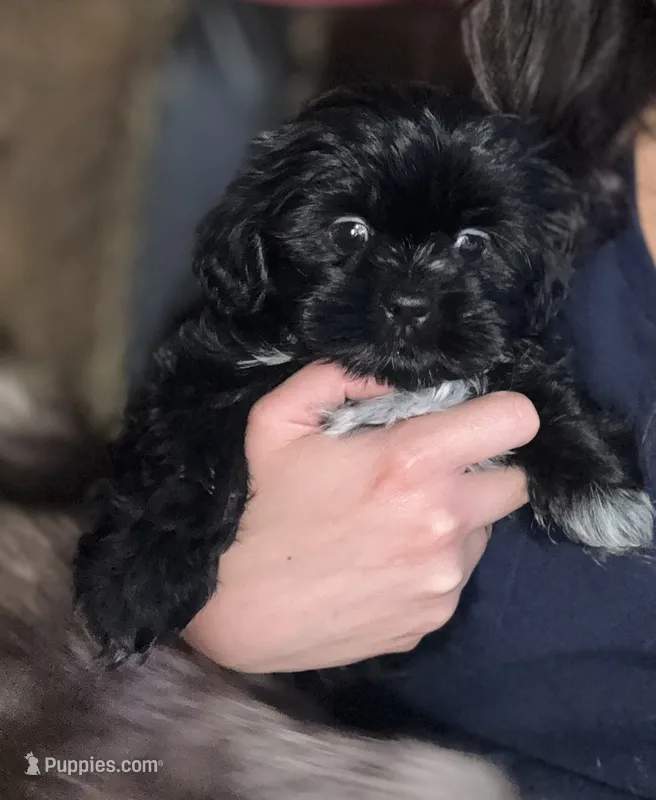 Sugar – Shih Tzu puppy for sale in Winston-Salem, NC