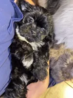 Sugar, a male Shih Tzu for sale in Winston-Salem, NC – 6 of 6