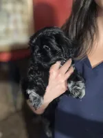 Hermosa, a female Shih Tzu for sale in Winston-Salem, NC – 3 of 6