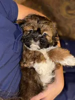 Merengue, a male Shih Tzu for sale in Winston-Salem, NC – 6 of 7