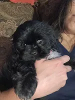 Sugar, a male Shih Tzu for sale in Winston-Salem, NC – 3 of 6