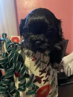 Midnight, a male Shih Tzu for sale in Winston-Salem, NC – Photo 2 of 2