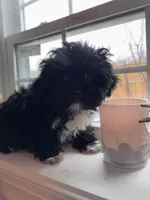 Midnight, a male Shih Tzu for sale in Winston-Salem, NC – Photo 1 of 2