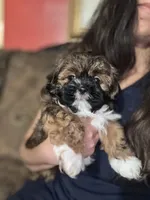 Merengue, a male Shih Tzu for sale in Winston-Salem, NC – 3 of 7
