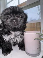 Shadow, a male Shih Tzu for sale in Winston-Salem, NC – Photo 2 of 2