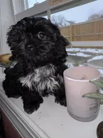 Shadow, a male Shih Tzu for sale in Winston-Salem, NC – Photo 1 of 2