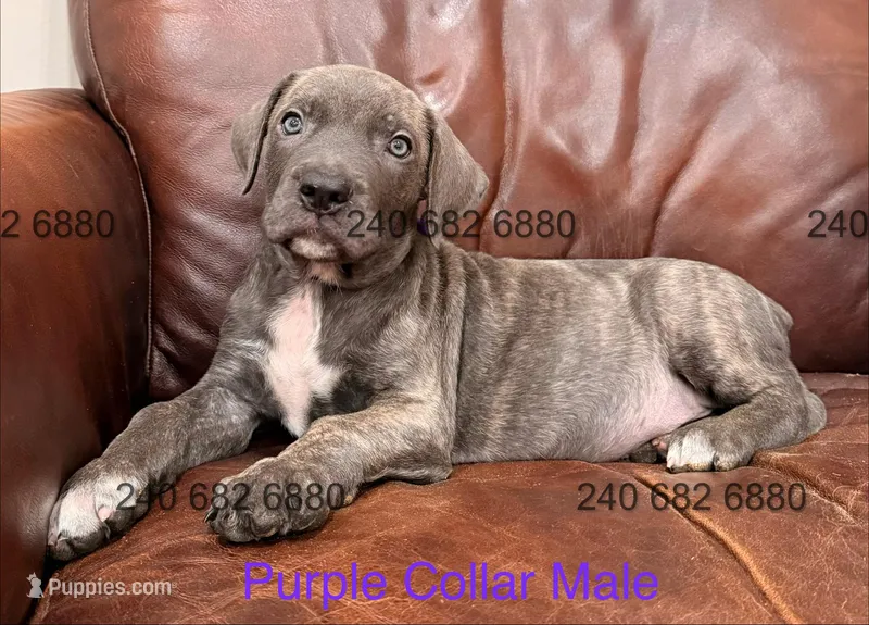 Purple Collar Cane Corso Male