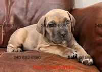 Red Collar Male, a male Cane Corso for sale in La Plata, MD – 4 of 6