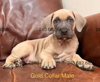 Gold Collar Male Cane Corso, a male Cane Corso for sale in La Plata, MD – Photo 3 of 3