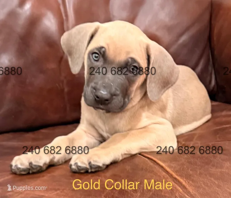 Gold Collar Male Cane Corso