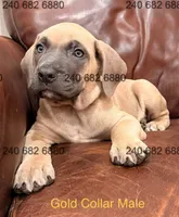 Gold Collar Male Cane Corso, a male Cane Corso for sale in La Plata, MD – Photo 2 of 3