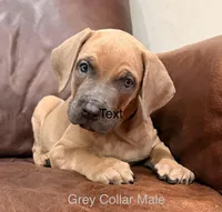 Gray Collar Male Cane Corso Puppy, a male Cane Corso for sale in La Plata, MD – Photo 3 of 4