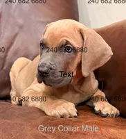 Gray Collar Male Cane Corso Puppy, a male Cane Corso for sale in La Plata, MD – Photo 2 of 4