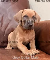 Gray Collar Male Cane Corso Puppy, a male Cane Corso for sale in La Plata, MD – Photo 1 of 4