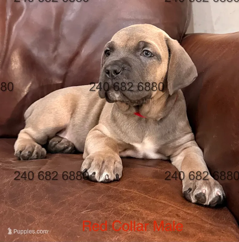 Red Collar Male – Cane Corso puppy for sale in La Plata, MD