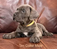 Tan Collar Male, a male Cane Corso for sale in La Plata, MD – 3 of 7