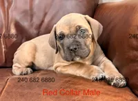 Red Collar Male, a male Cane Corso for sale in La Plata, MD – 5 of 6