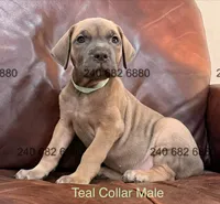 Teal Collar Male, a male Cane Corso for sale in La Plata, MD – Photo 2 of 3
