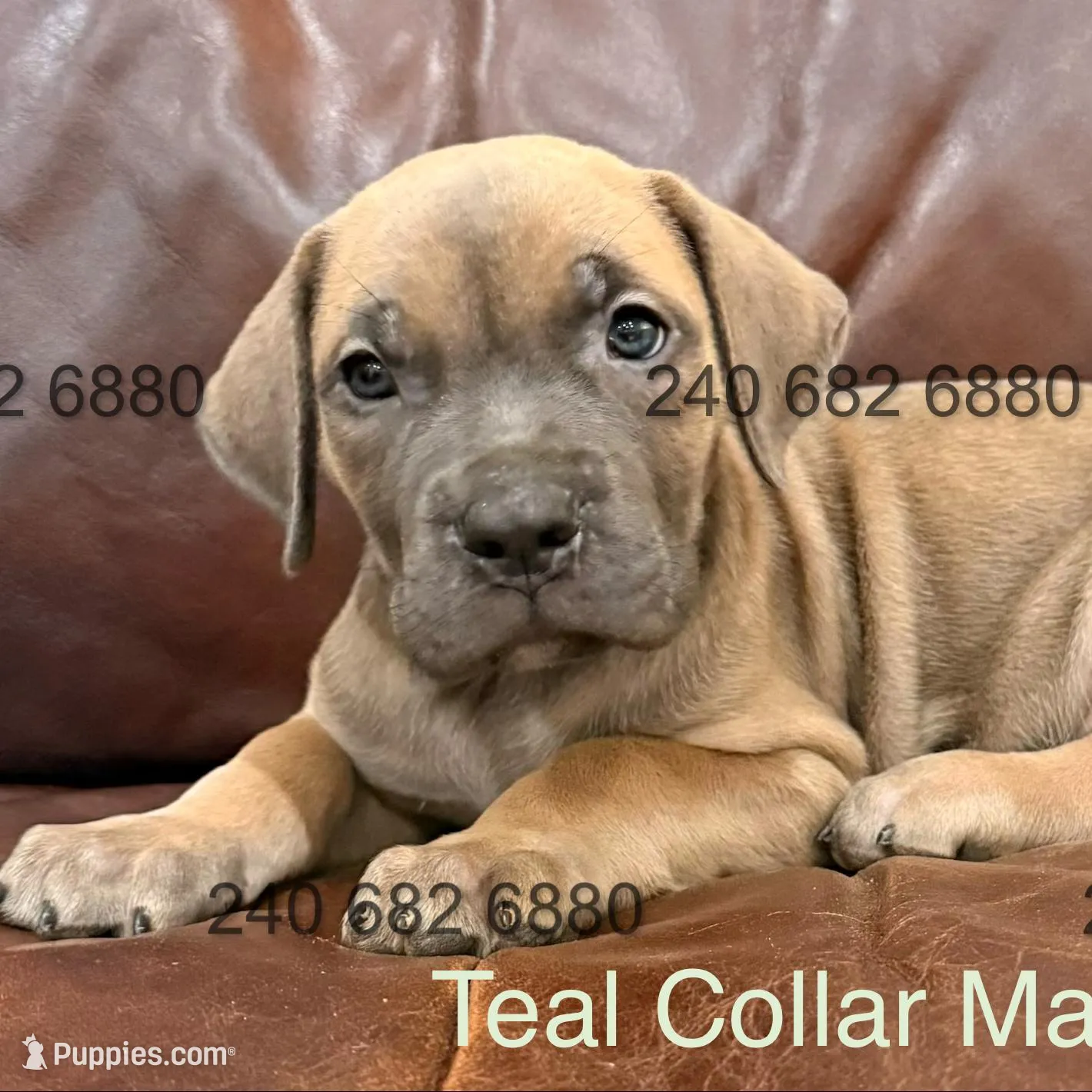 Teal Collar Male, a male Cane Corso for sale in La Plata, MD – Photo 3 of 3