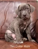 Tan Collar Male, a male Cane Corso for sale in La Plata, MD – Photo 3 of 3