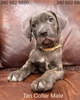 Tan Collar Male, a male Cane Corso for sale in La Plata, MD – Photo 1 of 3