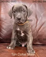 Tan Collar Male, a male Cane Corso for sale in La Plata, MD – Photo 2 of 3