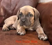 Red Collar Male, a male Cane Corso for sale in La Plata, MD – 3 of 6