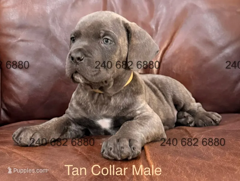 Tan Collar Male – Cane Corso puppy for sale in La Plata, MD