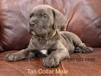 Tan Collar Male, a male Cane Corso for sale in La Plata, MD – 1 of 7