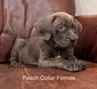 Peach collar female, a female Cane Corso for sale in La Plata, MD – Photo 2 of 2
