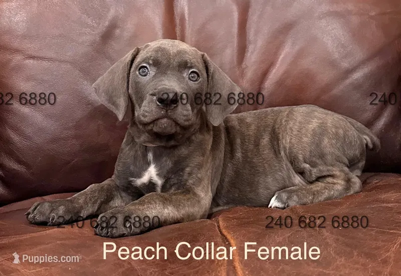 Peach collar female