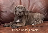 Peach collar female, a female Cane Corso for sale in La Plata, MD – Photo 1 of 2