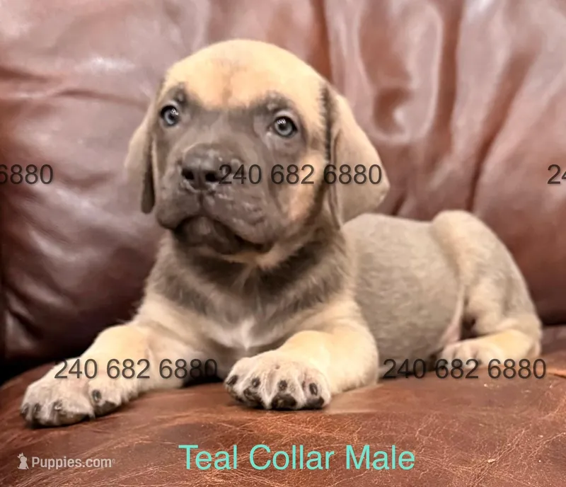 Teal Collar Cane Corso Puppy – Cane Corso puppy for sale in La Plata, MD