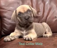 Teal Collar Cane Corso Puppy, a male Cane Corso for sale in La Plata, MD – Photo 3 of 4