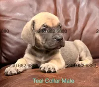 Teal Collar Cane Corso Puppy, a male Cane Corso for sale in La Plata, MD – Photo 4 of 4