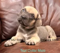 Teal Collar Cane Corso Puppy, a male Cane Corso for sale in La Plata, MD – Photo 2 of 4