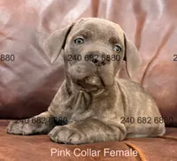 Pink Collar Female, a female Cane Corso for sale in La Plata, MD – 2 of 3
