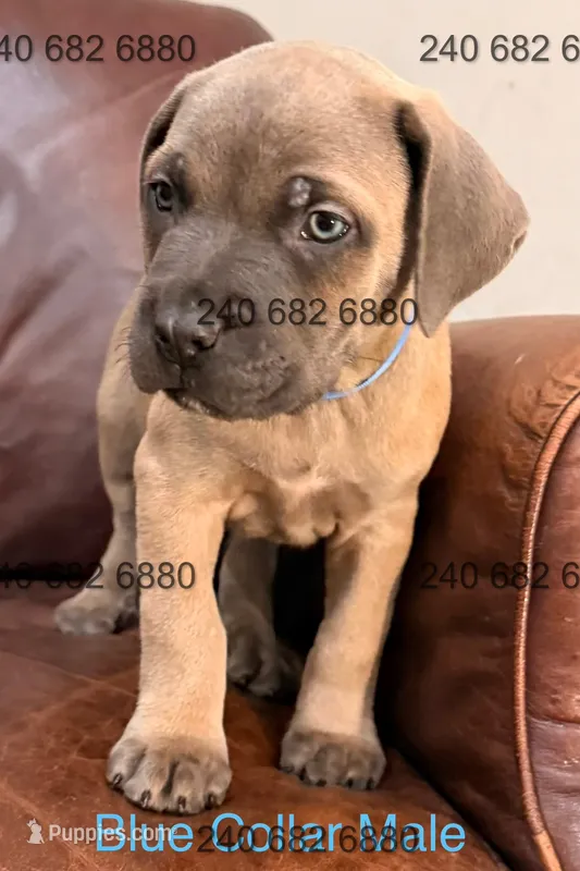 Blue Collar Male – Cane Corso puppy for sale in La Plata, MD